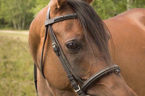 Arabian horse close-up