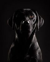 Fine-art portret elegante Labrador Retriever