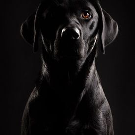 Portrait fine-art d'un élégant Labrador Retriever sur Lotte van Alderen