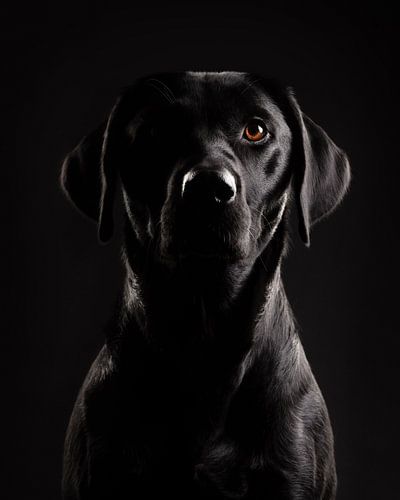 Fine-art portret elegante Labrador Retriever van Lotte van Alderen