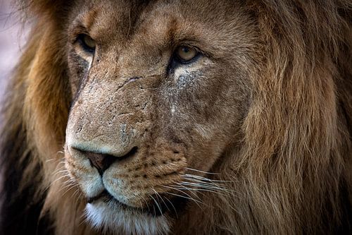 Close-up van een leeuw