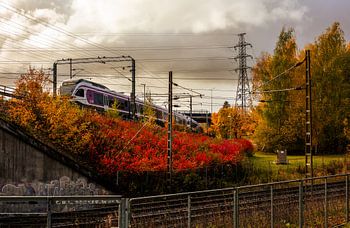Train d’automne – Arbustes rouges, arbres dorés & caténaires