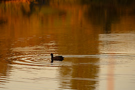 Golden Circles – Coot, a little grebe swimming alone in the lake