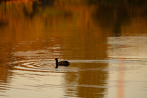 Golden Circles – Coot, a little grebe swimming alone in the lake
