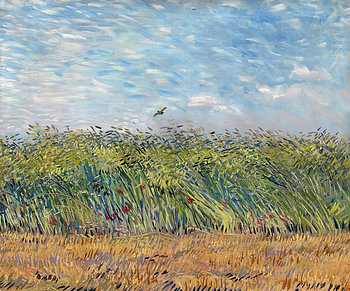Veld onder de blauwe hemel
