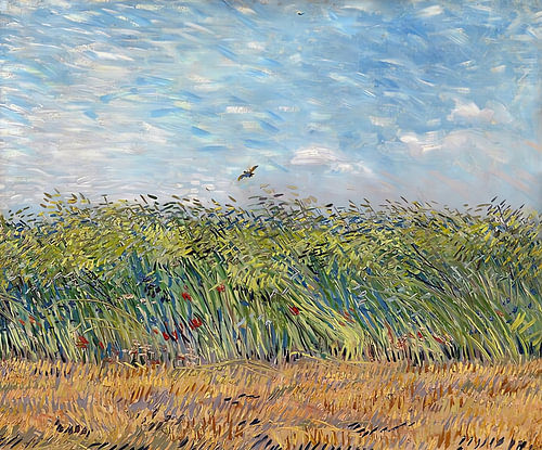 Field Beneath Blue Sky
