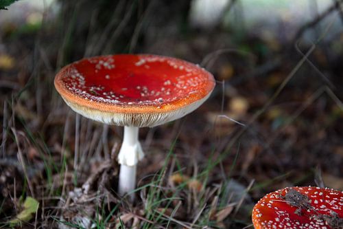 De kleuren van de herfst in verschillende pracht