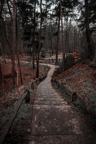 Op de Utrechtse Heuvelrug ligt Heidestein en landgoed Bornia, Nederland.