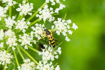 The ringed longhorn beetle