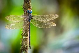 Libelle in Kabalebo in Suriname by René Holtslag