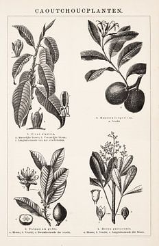 Gravure vintage avec plantes en caoutchouc sur Studio Wunderkammer