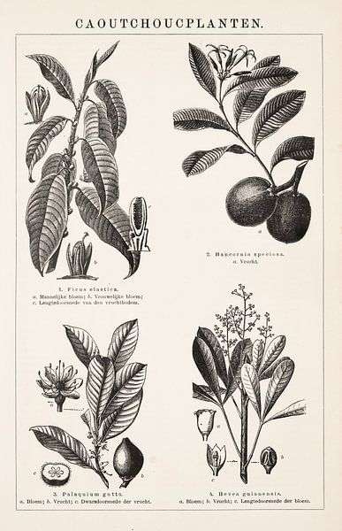 Vintage-Gravur mit Gummipflanzen von Studio Wunderkammer