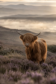 Highland Mist – Highlander « Fine-Art » dans la bruyère violette sur Design Wall Arts