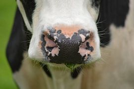 Who's Nose... van Grietje van der Reijnst