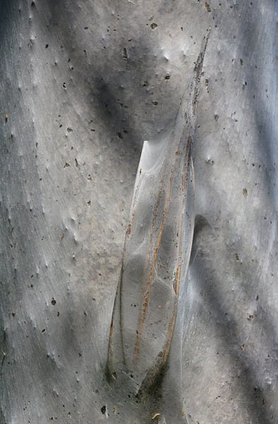 natuurkunst van Eduard metz