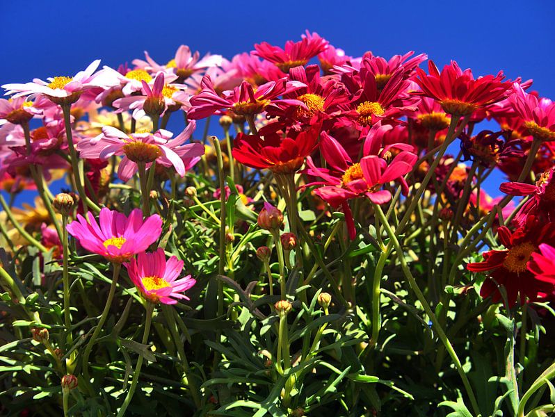 Fleurs 5 par Edgar Schermaul