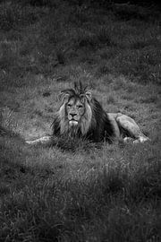 The Silent Throne by Trevor Doornbusch