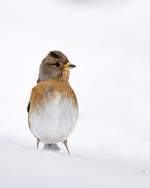 Brambling in the snow by Pleun Bonekamp