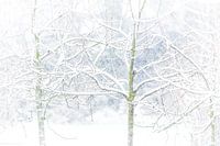 Fruitbomen in de sneeuw