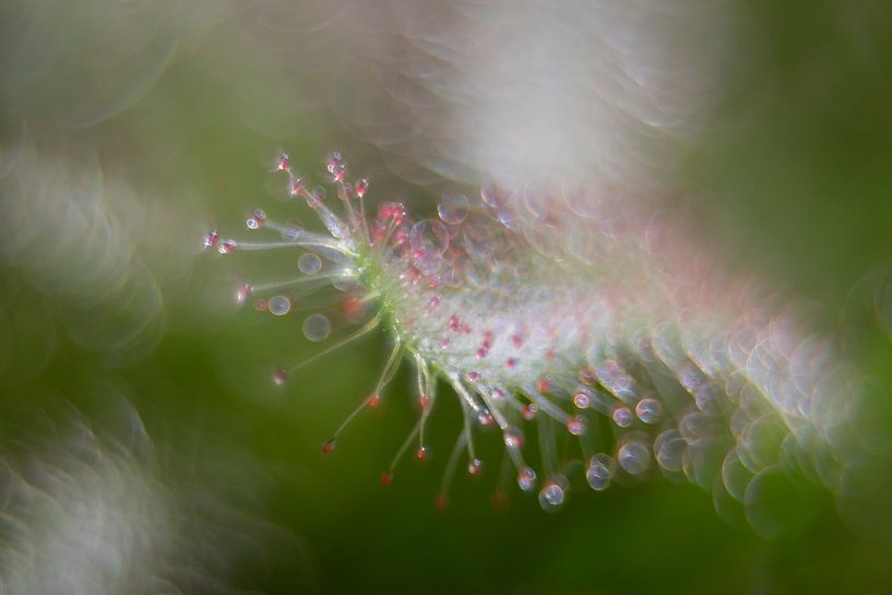 Fleischfressende Pflanze von Karin Tebes