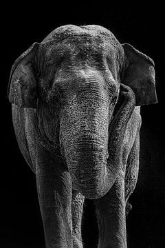 Éléphant d'Asie sur Walljar