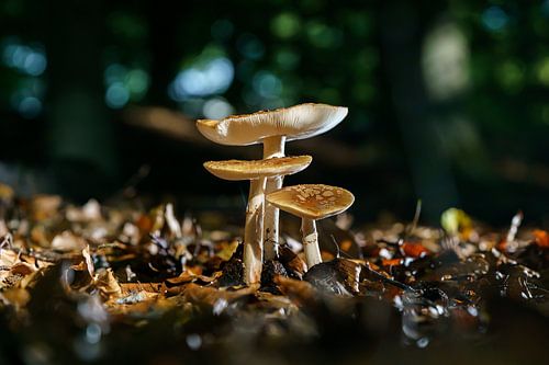 Bruine vliegenzwam tussen herfstbladen op bosgrond