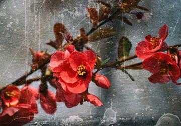 Pfirsichblüten van Silke Reimann