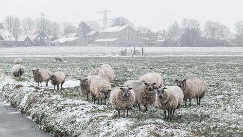 Sheep in the snow
