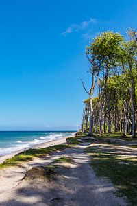 Küstenwald an der Ostseeküste bei Nienhagen