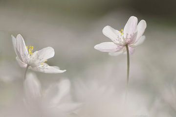 Points of light (Wood anemones in sunlight) by Birgitte Bergman