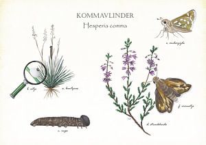 Komma butterfly by Jasper de Ruiter