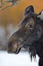 Orignal ("Alces alces"), vache d'orignal en hiver, portrait de tête, région de Yellowstone par wunderbare Erde Aperçu
