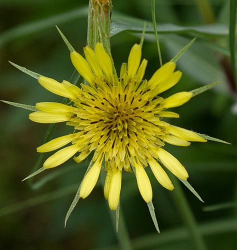 Fleur jaune claire dans la verdure