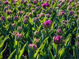 Purple tulip field by monique van leent