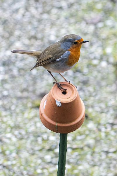 Robins von Klaartje Majoor