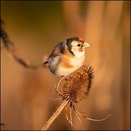 Chardonneret dans la lumière chaude du matin sur EFFEKTPHOTOGRAPHY.nl