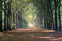 Sunbeams avenue of trees
