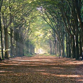 Sunbeams avenue of trees sur Wolf Schouten