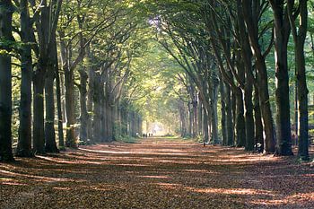 Zonnestralen bomenlaan