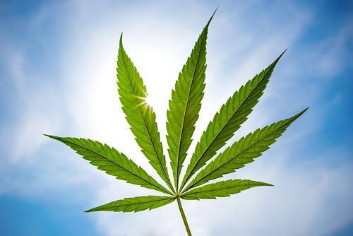 Hemp leaf