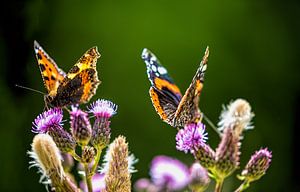 Nectar