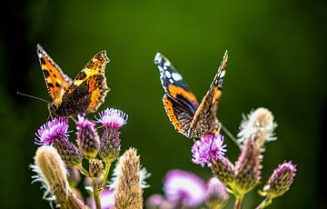 Nectar by Bart Verbrugge