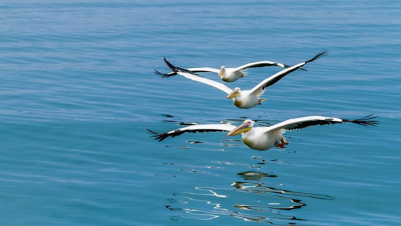 Pelikane in Walvis Bay von Marcel Westhoff