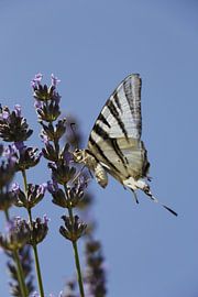 Swallowtail butterfly by Christel Smits