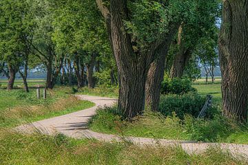 Radweg entlang einer Baumreihe in Nordfriesland von Harrie Muis