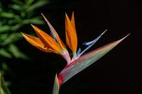 La macrophotographie d'un strelitzia en fleur