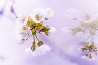 Cherry Blossom