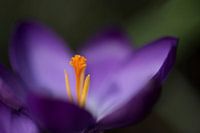 Krokus