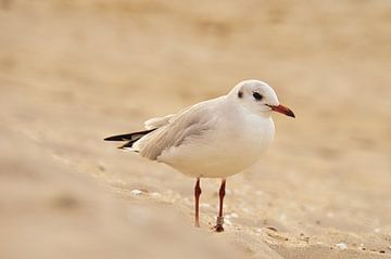 Zeemeeuwen op het strand aan de Baltische Zee. van Martin Köbsch