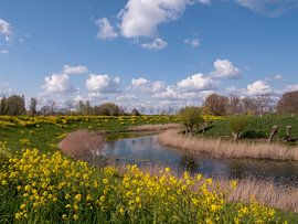 Gele bermbloemen bij Fort Everdingen van Robin Jongerden